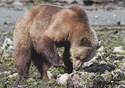 Ursus arctos